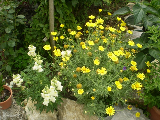 ivančica